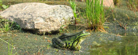 Frosch am Teich